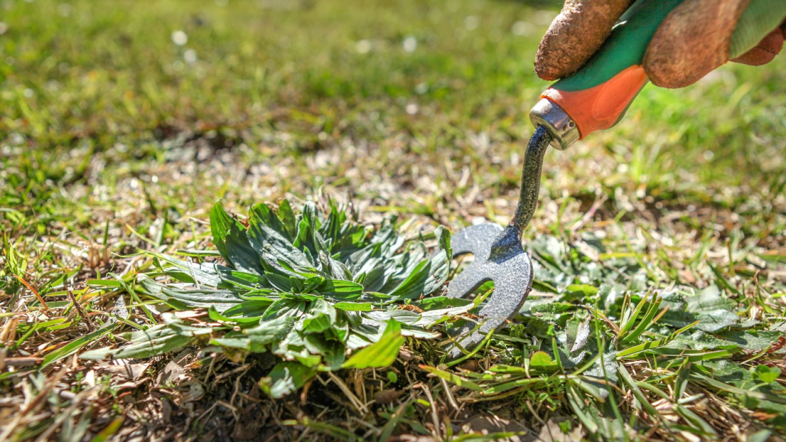Malas hierbas... ¿o hierbas incomprendidas?