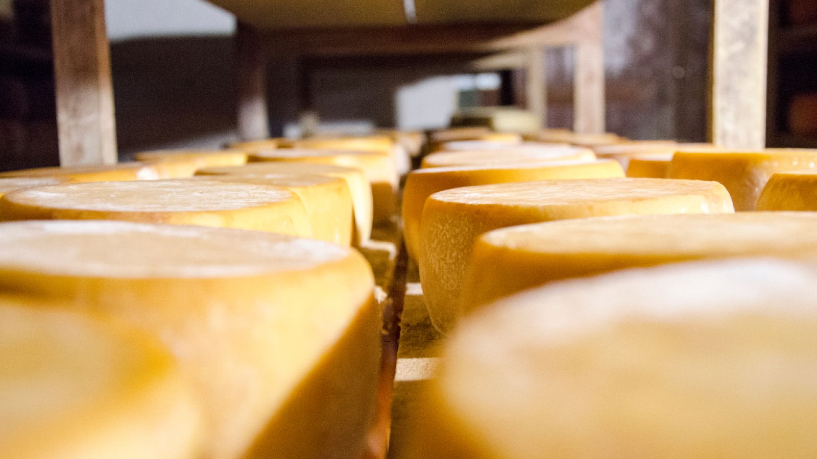 ¡Nos enseñan a hacer queso manchego!