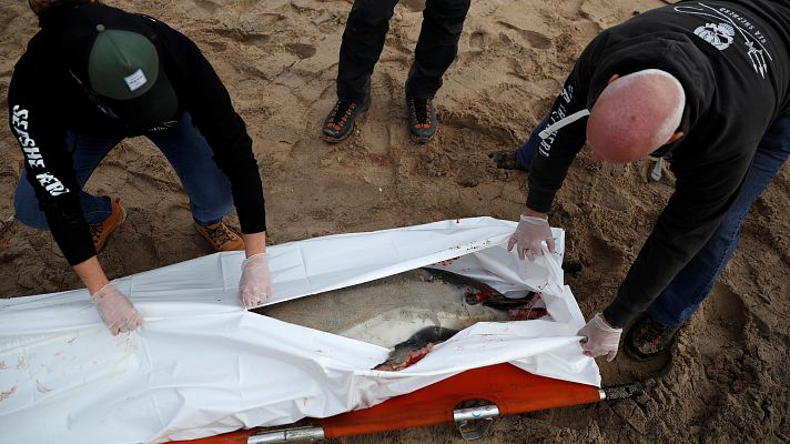 Modo Digital - Aparecen delfines muertos y barridos por la marea en Francia