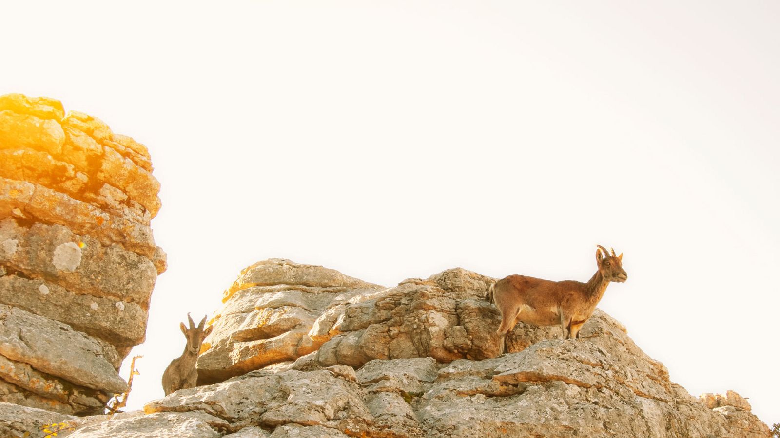 El hombre y la Tierra (Fauna ibérica) - El macho montés 1 - ver ahora