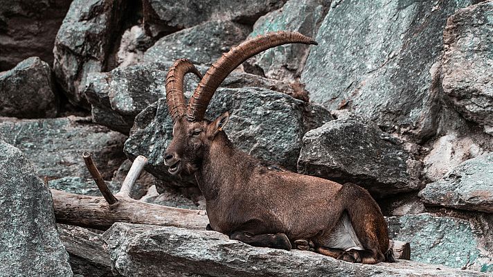 El hombre y la Tierra - El macho montés II