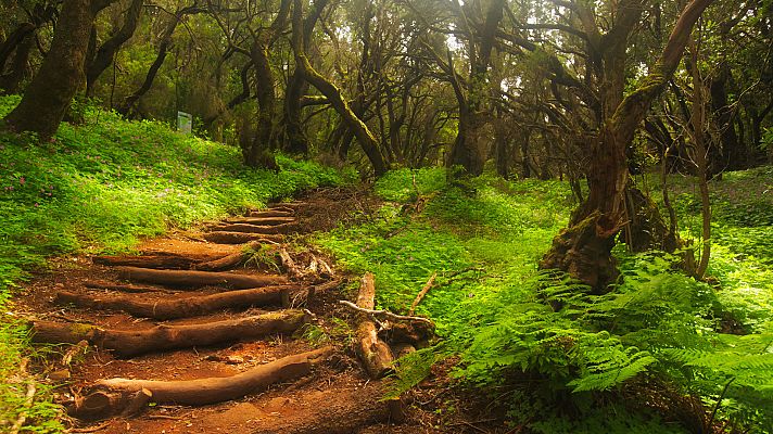 Otros documentales - Planeta selva: Selvas en el mar. Laurisilva de Canarias
