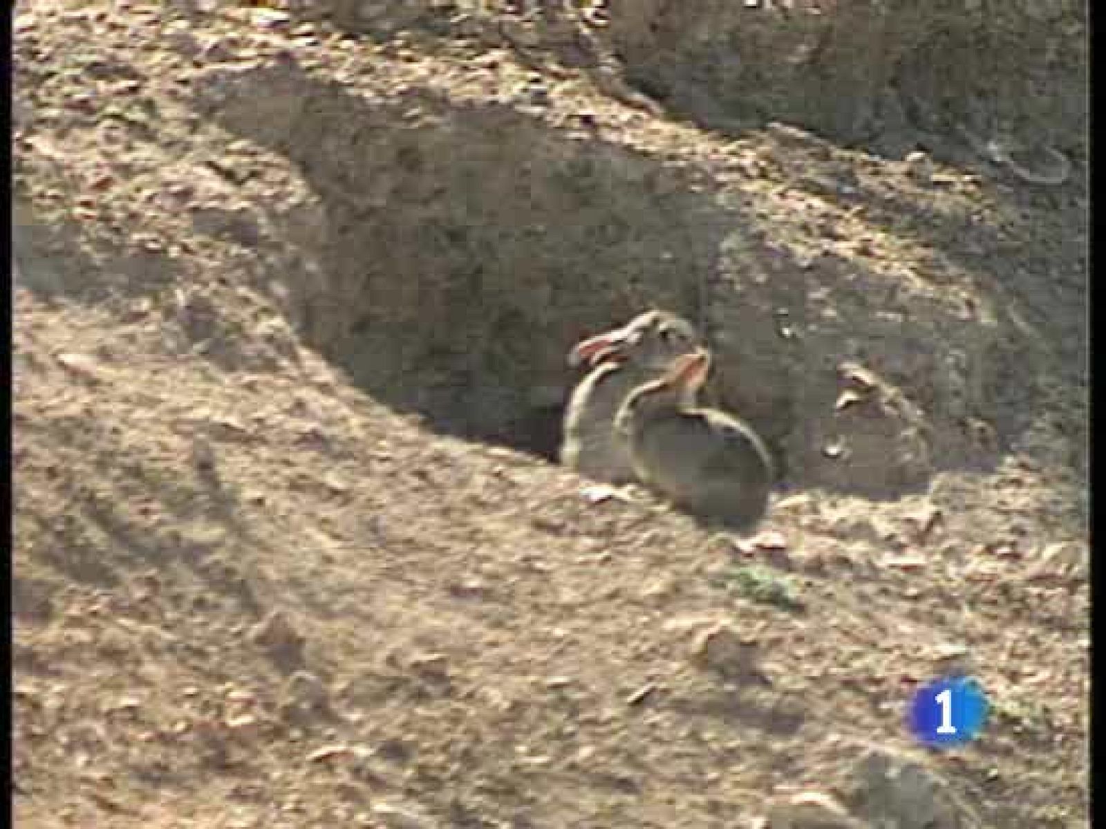 El campo toledano sufre una invasión de conejos | Ver