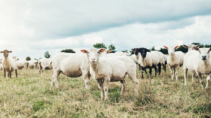 Aquí la Tierra - Los rebaños de ovejas, ¿pueden evitar incendios?
