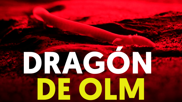 Modo Digital - Así son los Olms, las extrañas criaturas confundidas con dragones