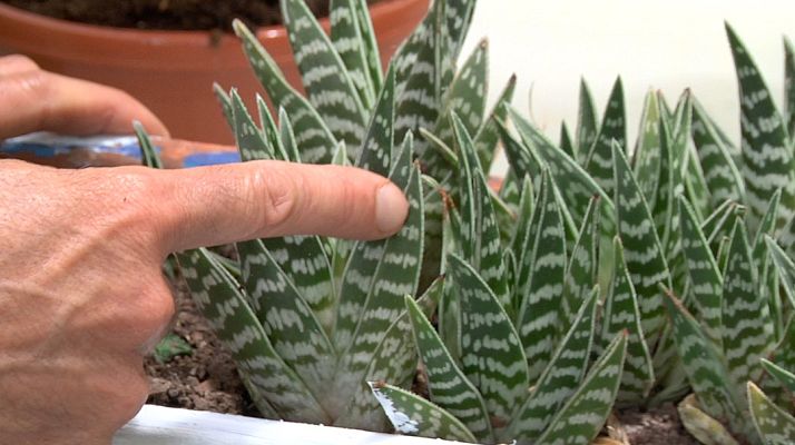 Aquí la Tierra - ¡Plantas con características muy animales!