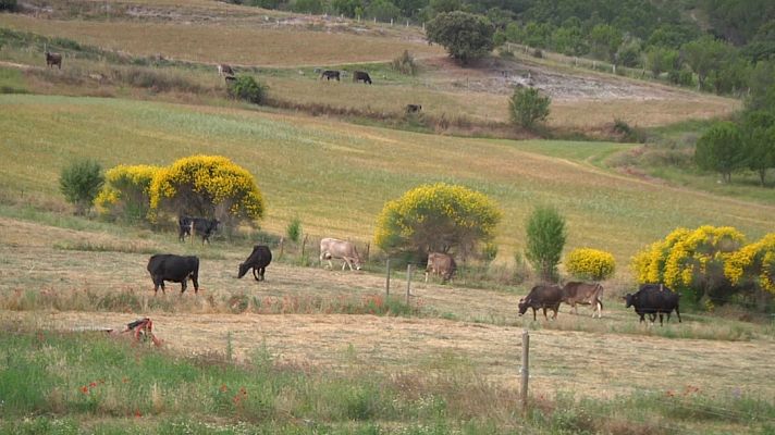 Aquí la Tierra - ¿Cómo funciona una lechería ecológica?