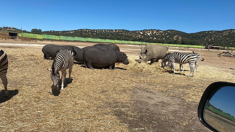 Visitamos el Safari de Madrid - España Directo | Ver