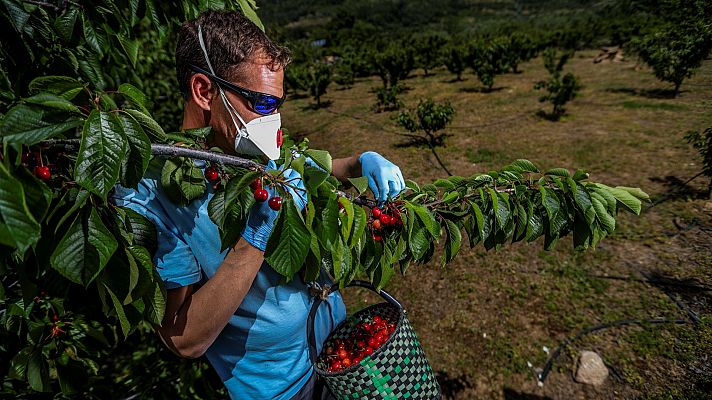 Telediario 1 - Las cooperativas agroalimentarias celebran su día internacional plantando cara al coronavirus