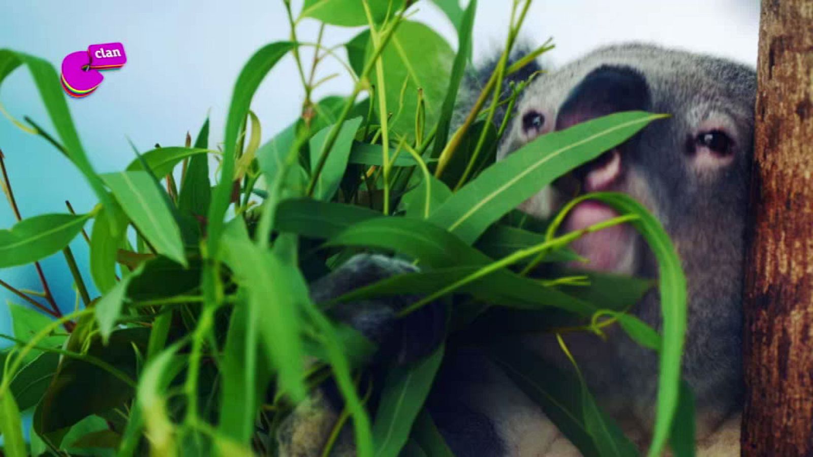 ¡Merienda y Clan! - Club Clan | Ver