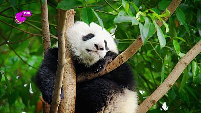 ¡En Clan...no te aburres! - Club Clan | Ver