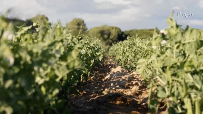 Cocina al punto con Peña y Tamara - Peña en Laguna de Duero