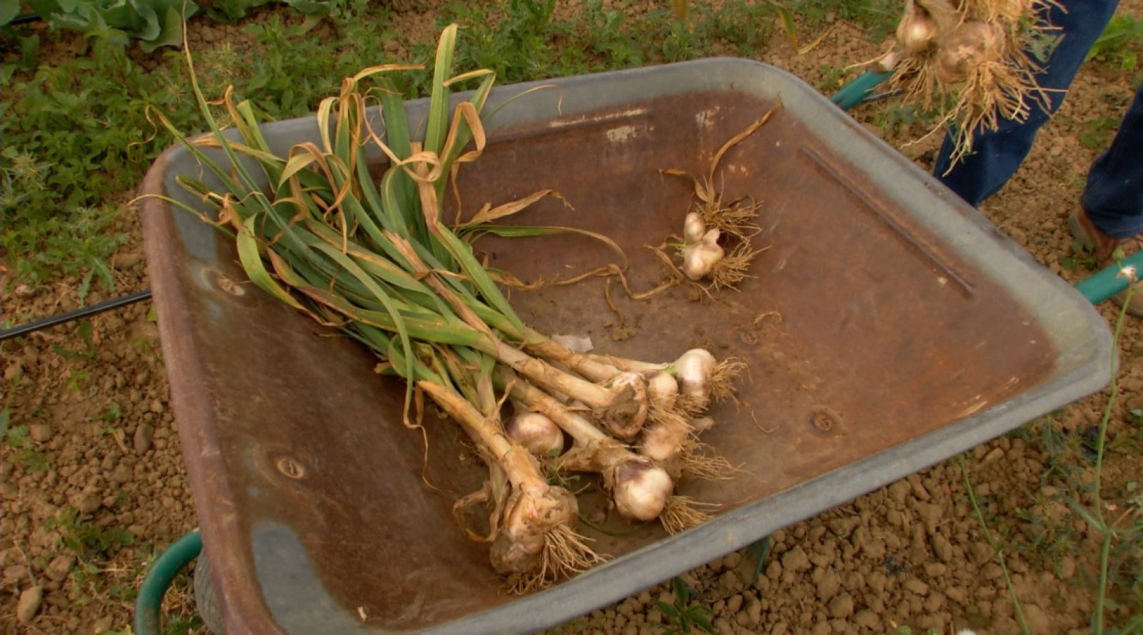 Aquí la Tierra - En Castilla y León nos recuerdan: ¡por San Pedro, saca el ajo y mete el puerro!