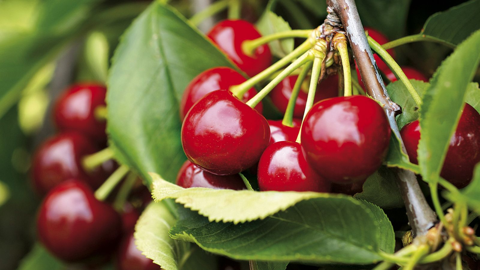 Aquí la tierra - 06/07/20 - ver ahora