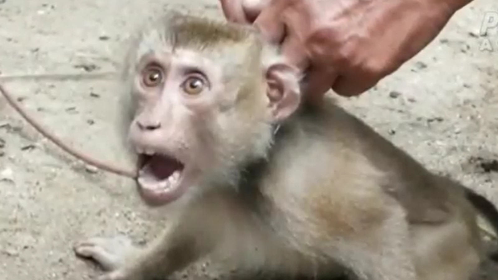 PETA denuncia la esclavitud de monos en la recolección de cocos en Tailandia - RTVE.es - La tarde en 24h | Ver