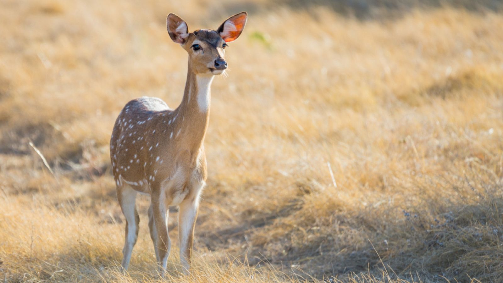 Aquí la Tierra - ¿Conoces el centro en donde cuidan ciervos, gamos y corzos de la Sierra Norte?