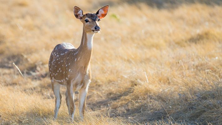 Aquí la Tierra - Centro en donde cuidan ciervos, gamos y corzos de la Sierra