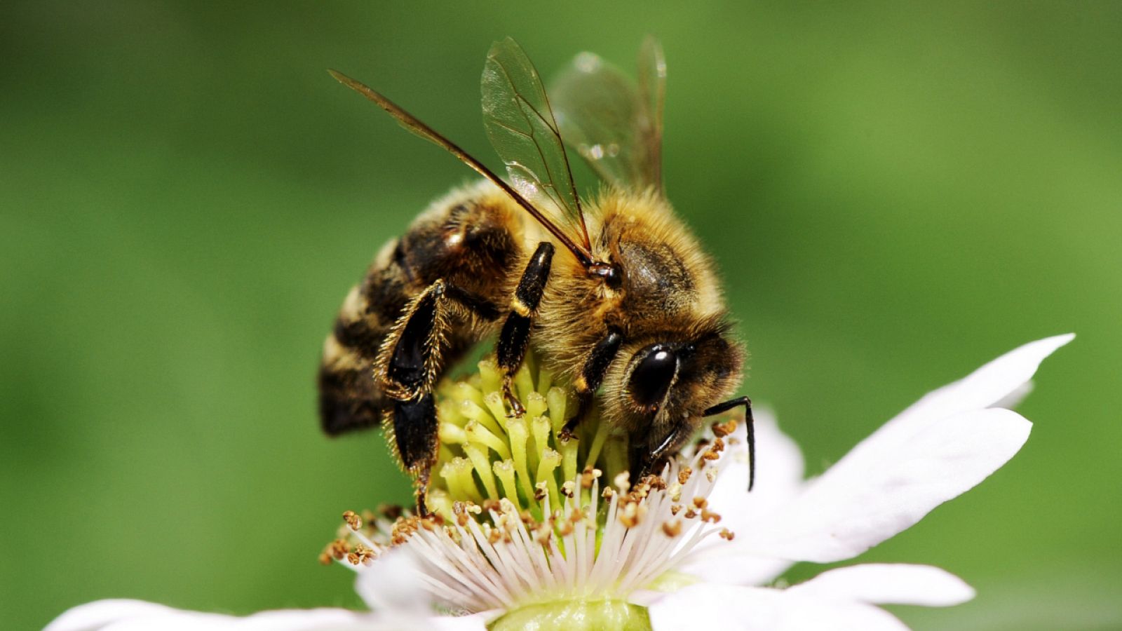 Aquí la Tierra - ¿Sabías que las abejas no perciben el color de las flores como los humanos?