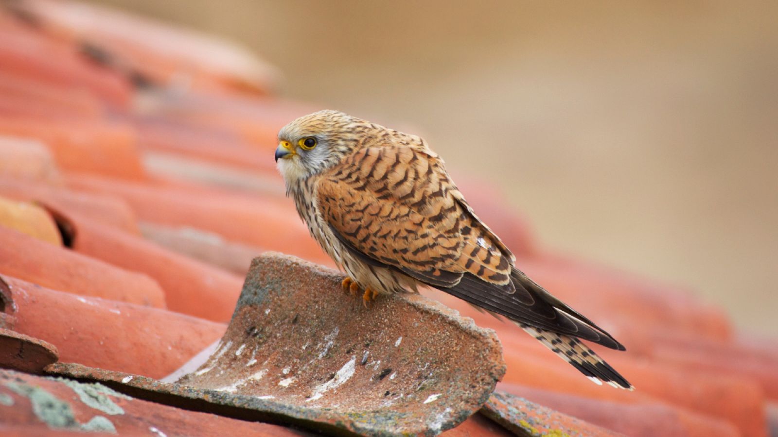 Aquí la Tierra - ONG Grefa: la recuperación y proliferación de las aves en peligro