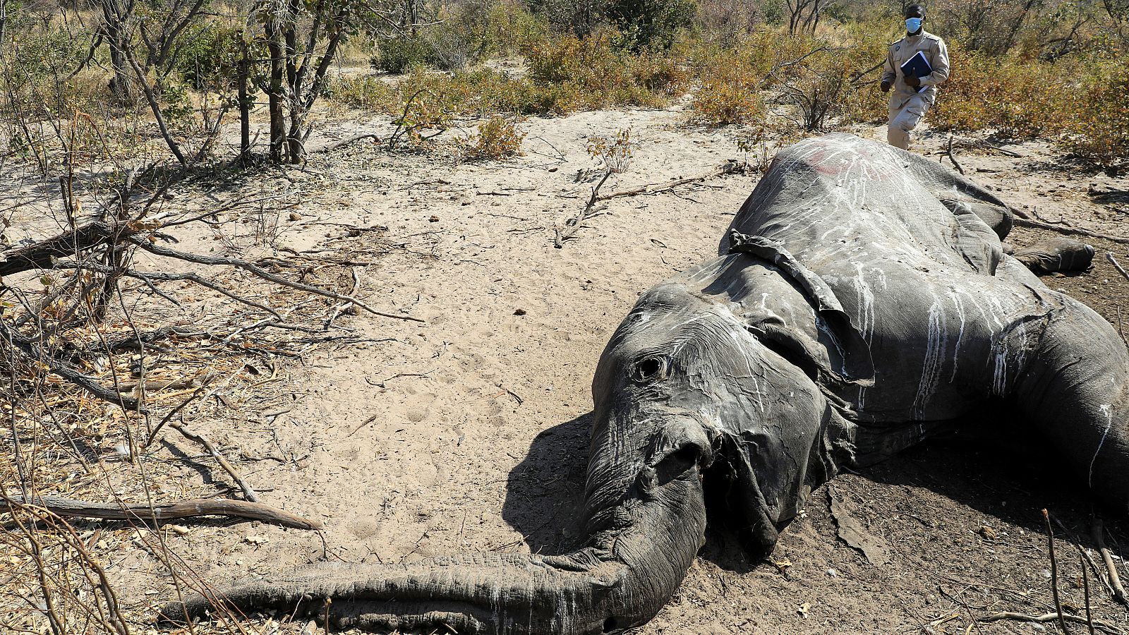La muerte de cientos de elefantes en Botsuana podría deberse a una neurotoxina - RTVE.es - Informativo 24h | Ver