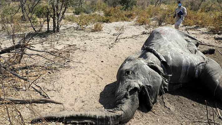 Informativo 24h - La muerte de cientos de elefantes en Botsuana podría deberse a una neurotoxina