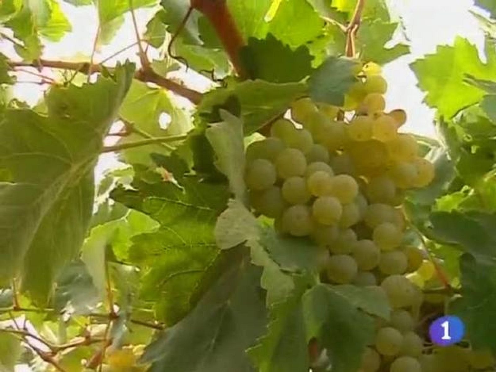 Noticias de Castilla La Mancha. Informativo de Castilla La Mancha (05/08/09).