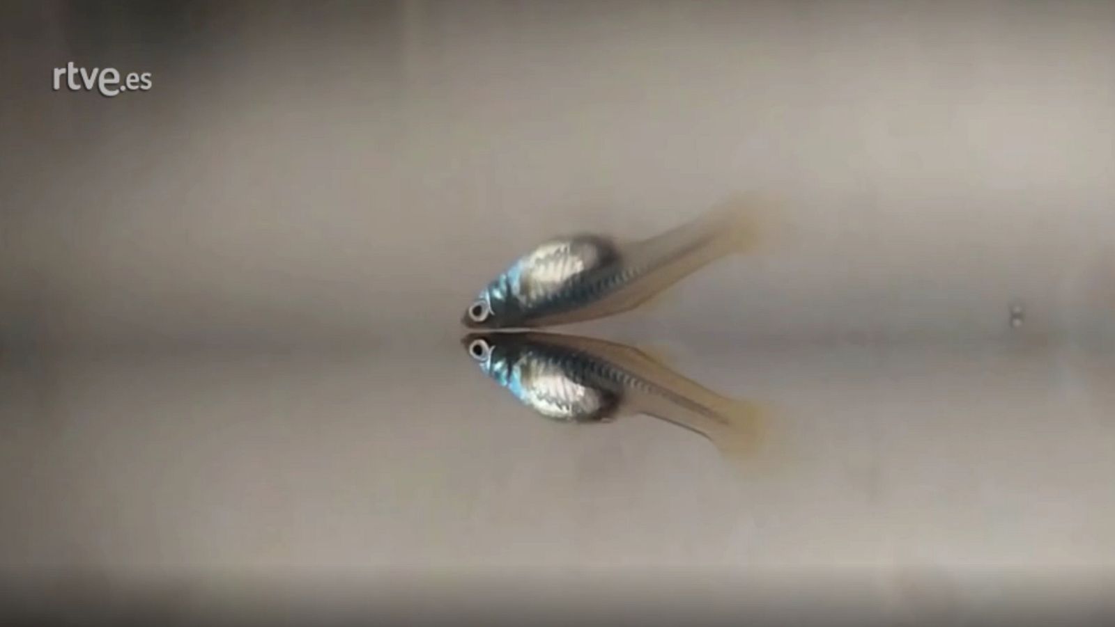 Palabra Voyeur - Oración en el huerto. Juan Gallego Benot - Ver ahora