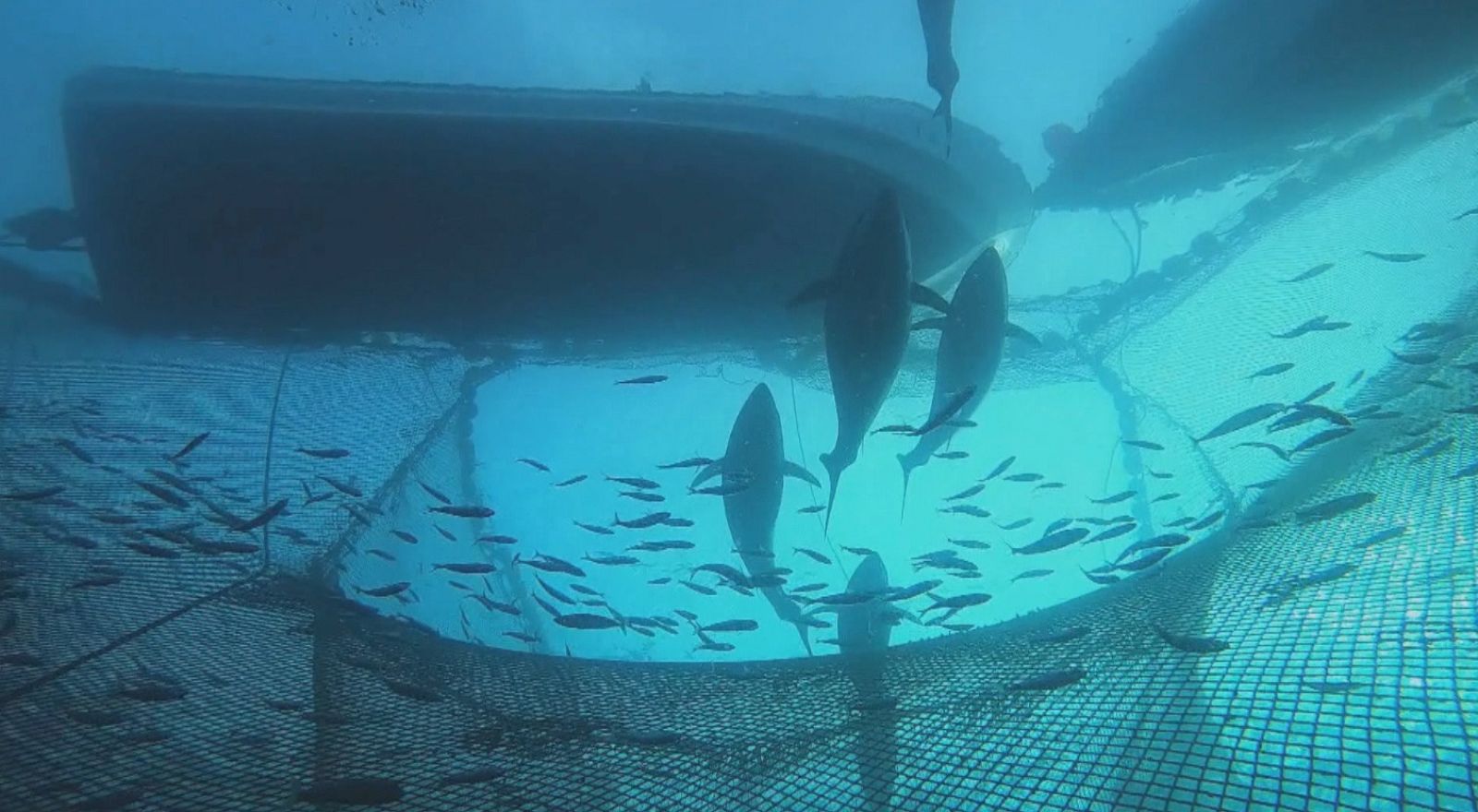 Atún rojo de almadraba | Ver