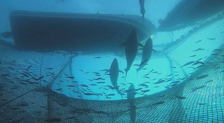 Comando Actualidad - El oro rojo del Estrecho