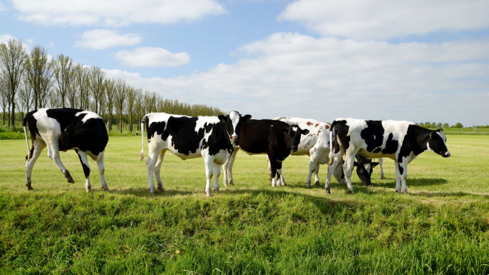Aquí la Tierra - ¡El ternero frisón de las praderas madrileñas!