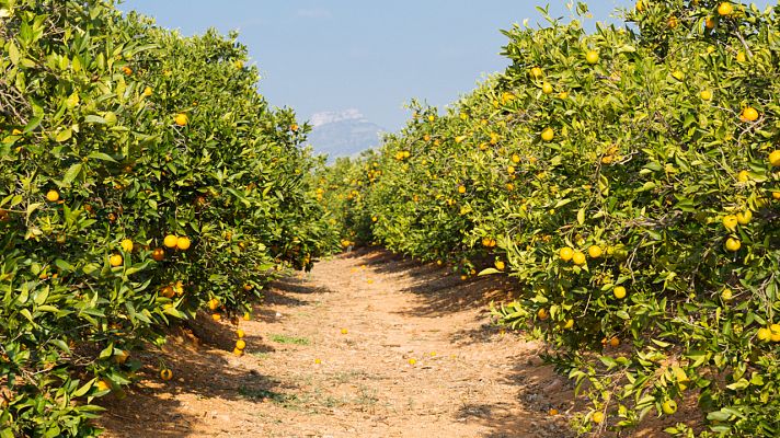 Aquí la Tierra - ¡Os presentamos al calamondín y al limón Ichang!