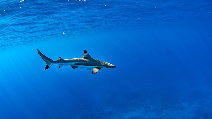 Informativo 24h - WWF denuncia que más de la mitad de las especies de tiburones y rayas del Mediterráneo están amenazadas