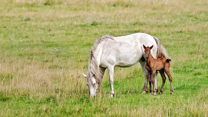 Aquí la Tierra - Aquí la Tierra - ¿Has probado alguna vez la leche de yegua?