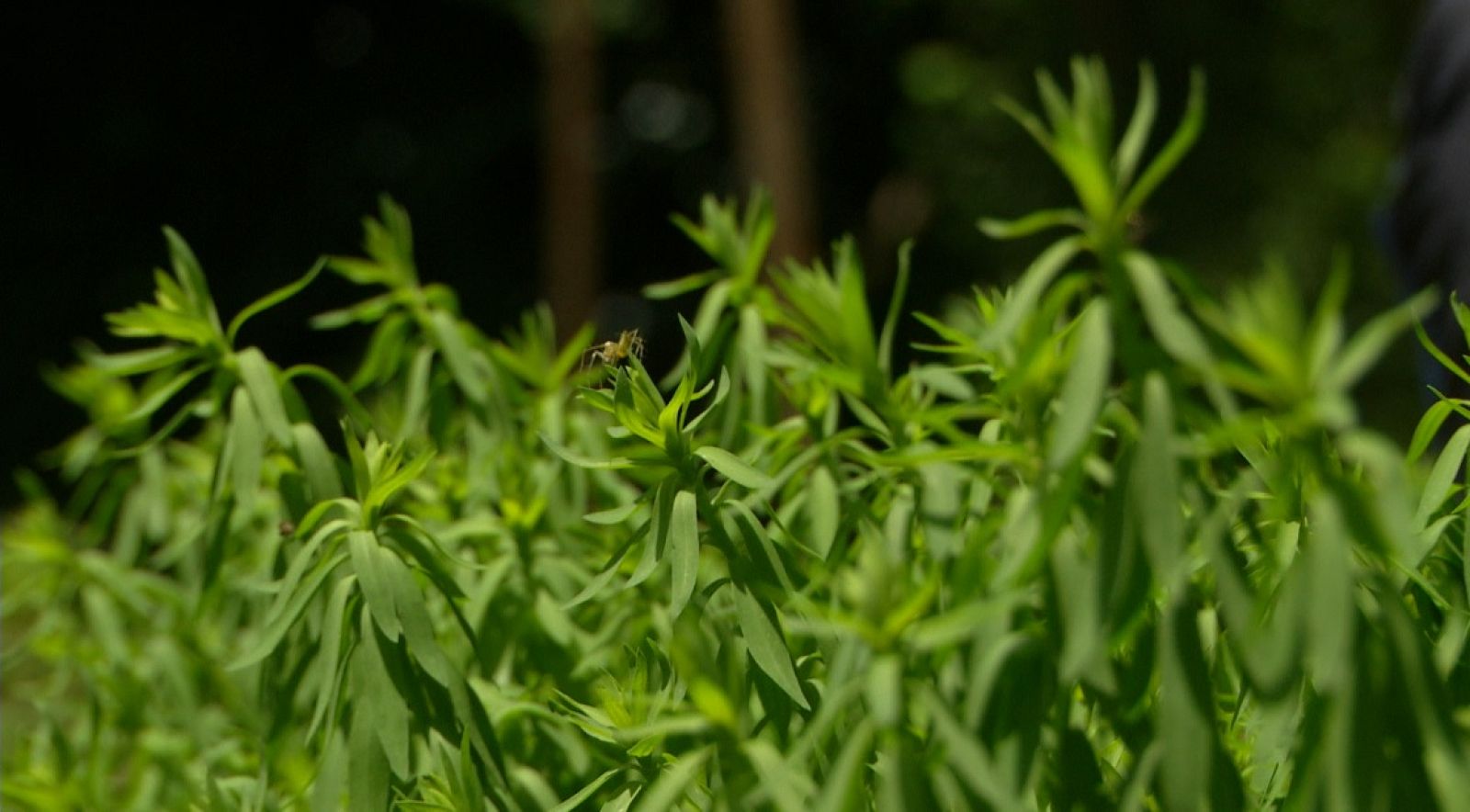 Aquí la Tierra - ¿Conoces el cultivo del lino?