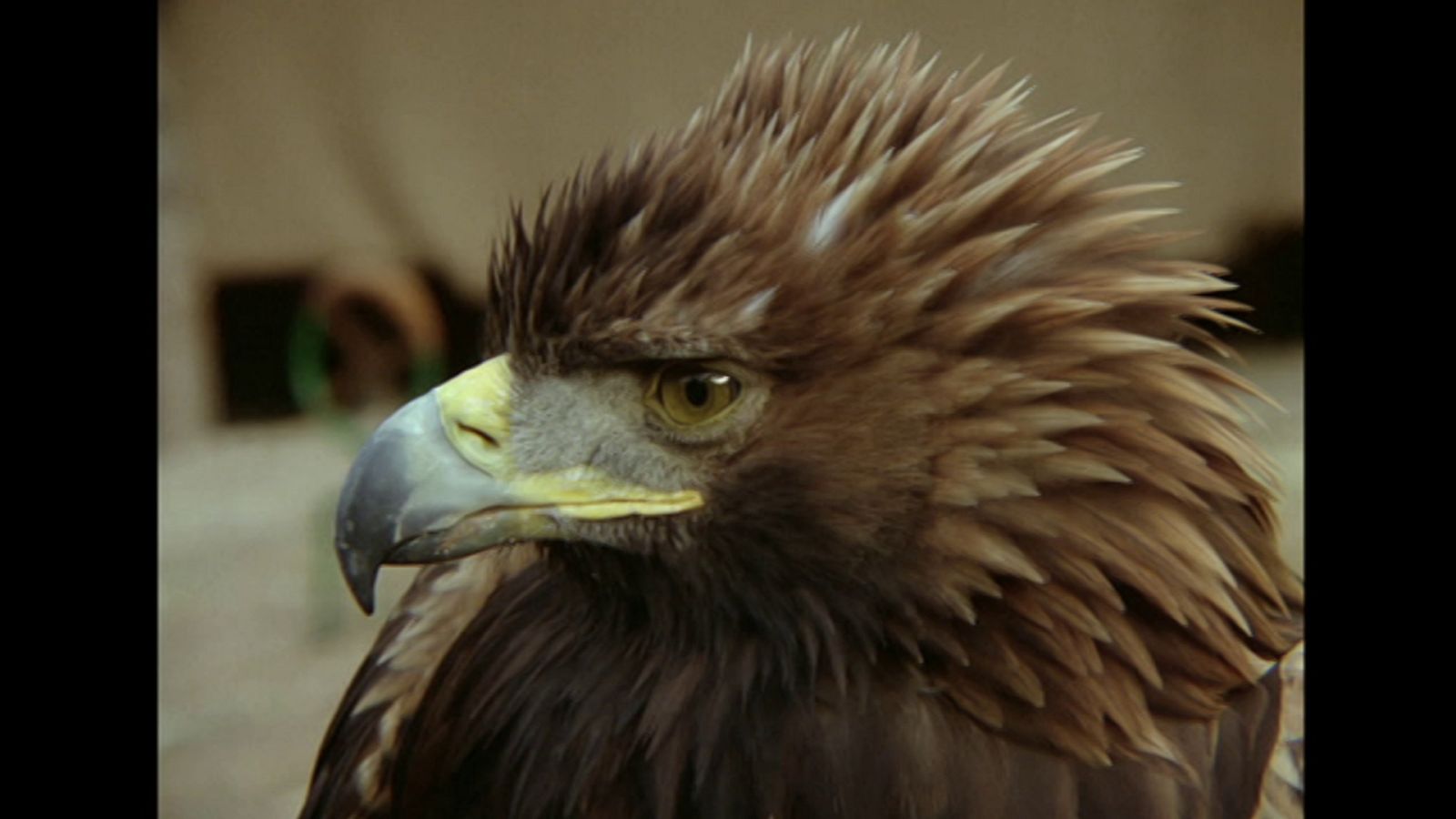 El hombre y la Tierra (Fauna ibérica) - El valle de las águilas - ver ahora