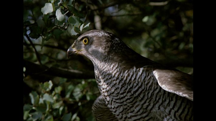 El hombre y la Tierra - Taiga, el azor