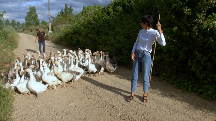 Aquí la Tierra - ¡Aprendemos a pastorear ocas!