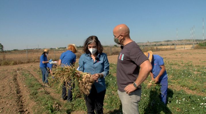 Aquí la Tierra - Os presentamos al ajo fino de Chinchón