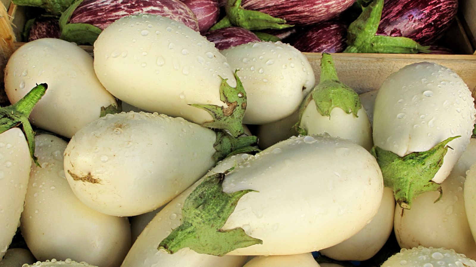 Aquí la Tierra - Recogemos los ingredientes de la huerta valenciana con el chef Ricard Camarena