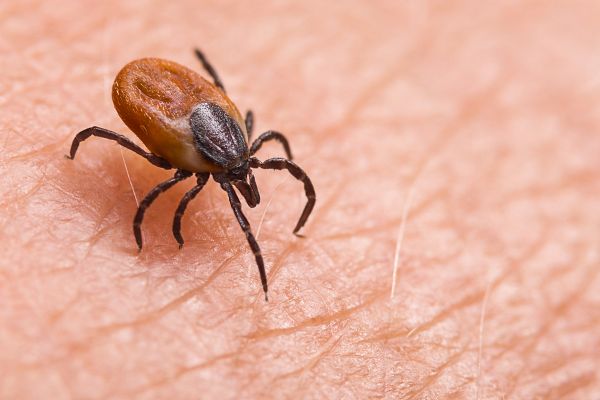 La mañana - Las garrapatas, la nueva preocupación del verano