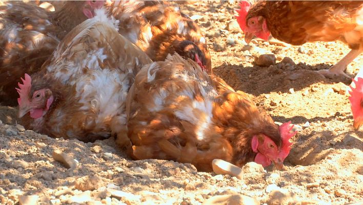 Aquí la Tierra - Qué hacen las gallinas para lidiar contra el calor