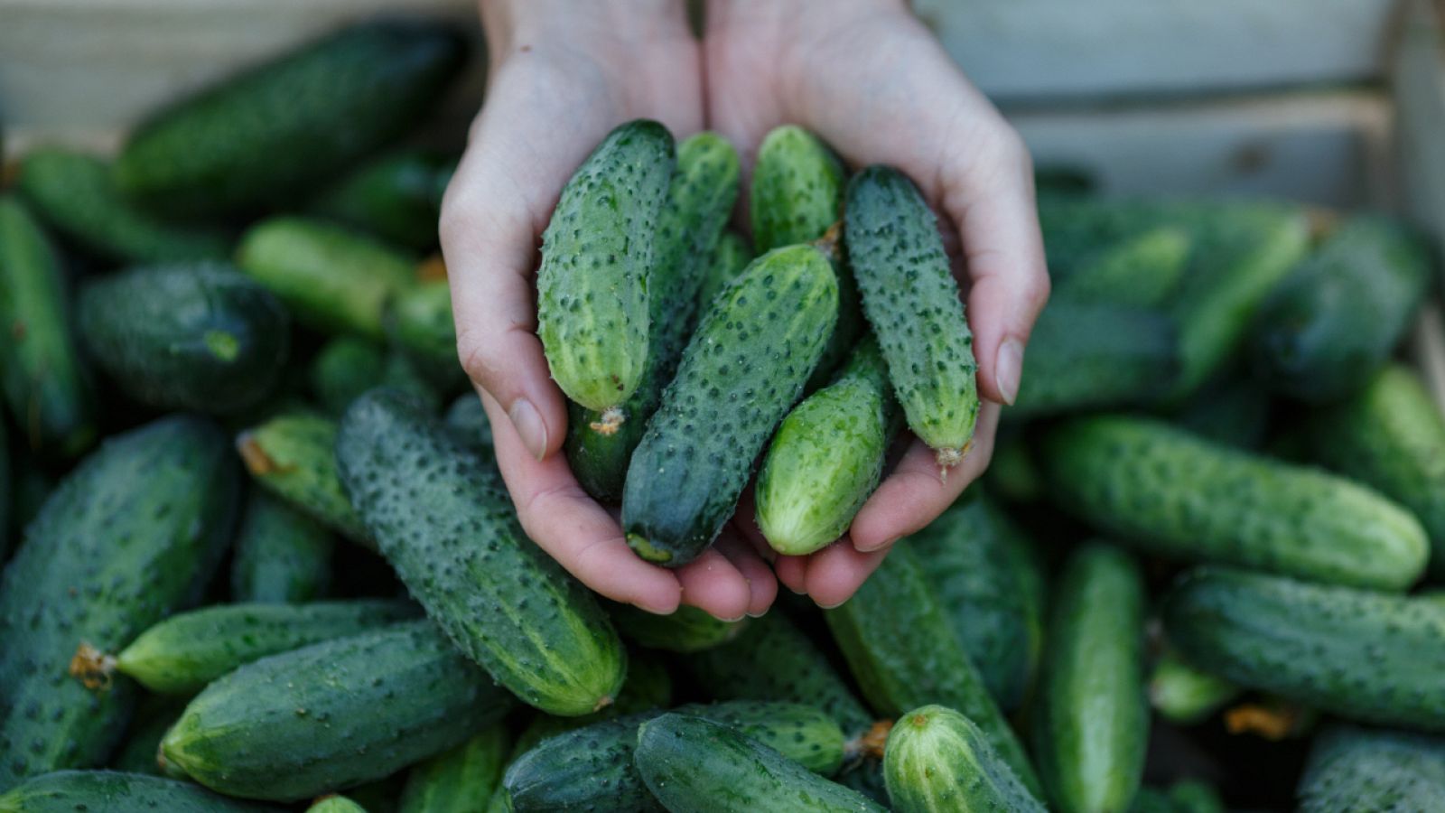Aquí la Tierra - ¿Cuál es el secreto del cultivo del pepino? ¡Te lo contamos en la huerta de Aquí la Tierra!