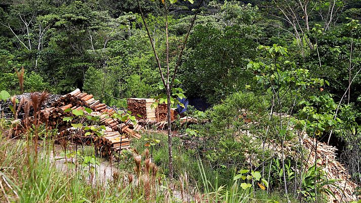 Telediario 1 - La FAO advierte de que la deforestación no se ralentiza al ritmo suficiente para salvar el planeta