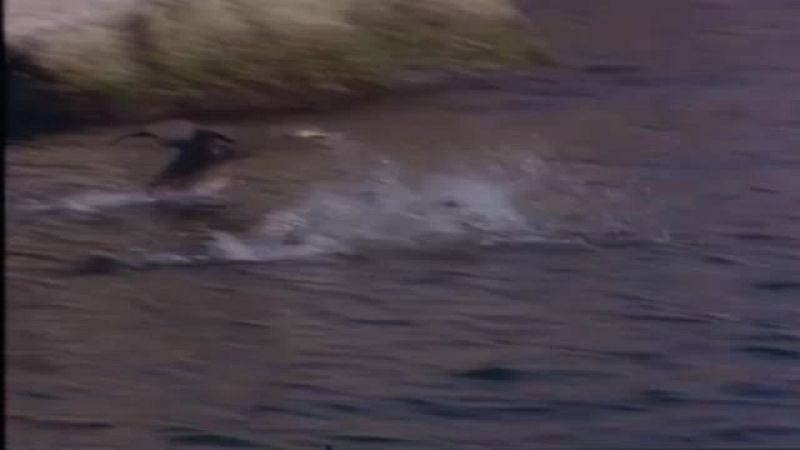 Arxiu TVE Catalunya - L'Odissea - La gespa contra el cel, de Joan Perucho