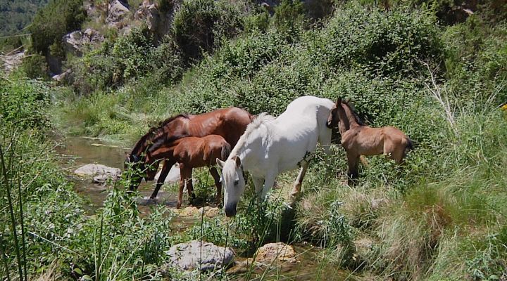Aquí la Tierra - Los vaqueros del siglo XXI