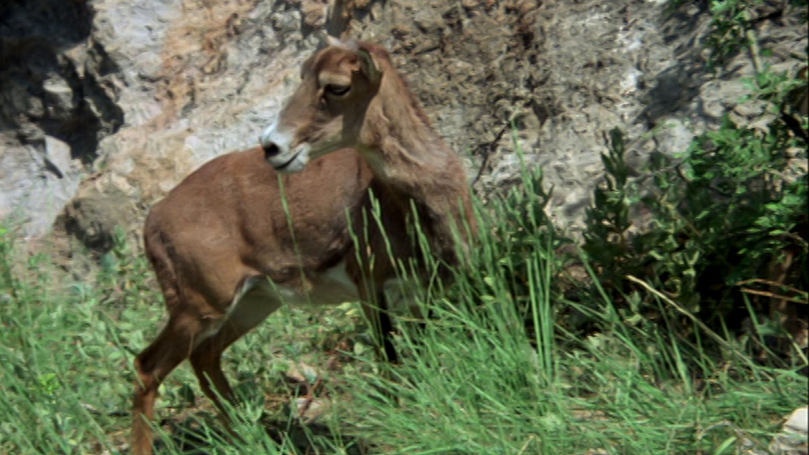 El hombre y la Tierra (Fauna ibérica) - El cervatillo, 2 - ver ahora