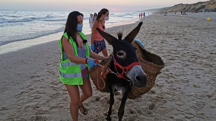 Aquí la Tierra - Los burros limpiacostas de la playa de Matalascañas