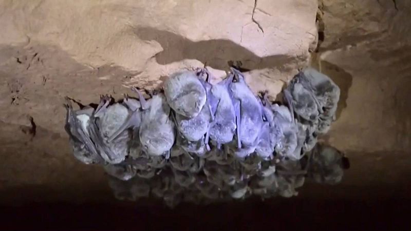 Un estudio revela que el COVID-19 lleva décadas circulando entre murciélagos