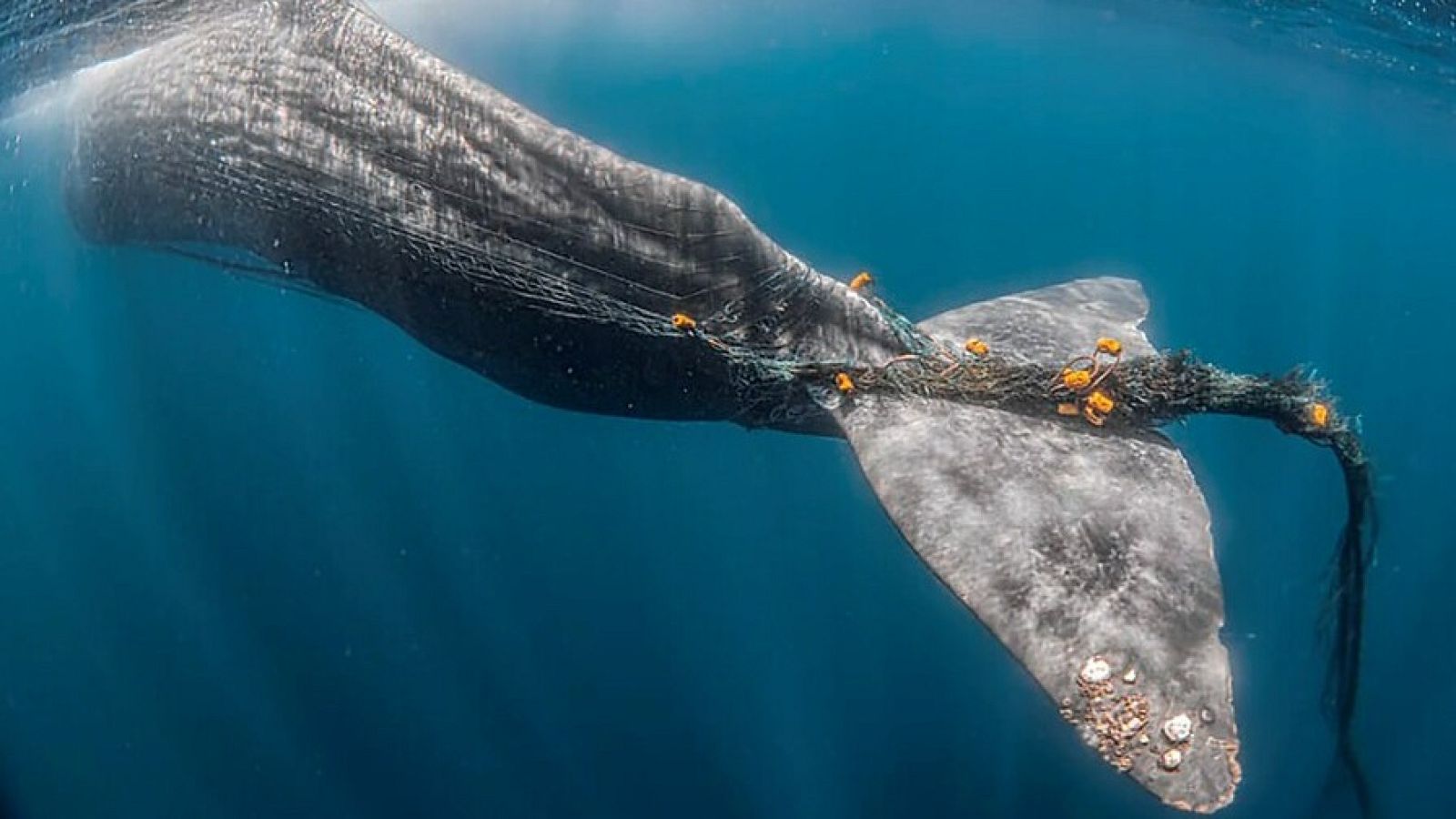 Buscan en el Estrecho de Gibraltar a Toño, un cachalote atrapado en una red