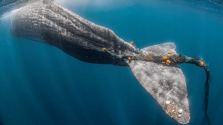Telediario 1 - Buscan en el Estrecho a Toño, un cachalote atrapado en una red